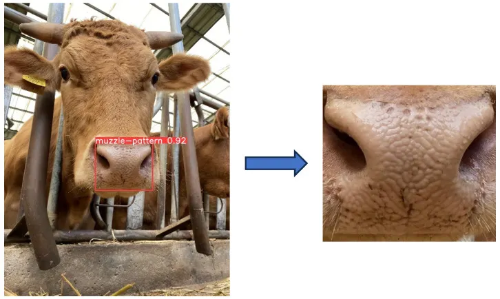 Cow Identification System
